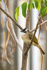 动物鸟类小鸟树枝上停歇摄影图配图