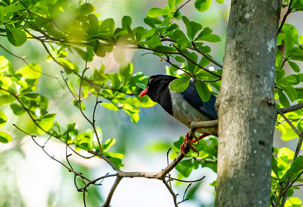 花儿小鸟摄影照片_绿色动植物树上鸟儿动物摄影图配图