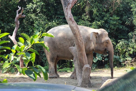 动物园白天一头大象户外散步摄影图配图