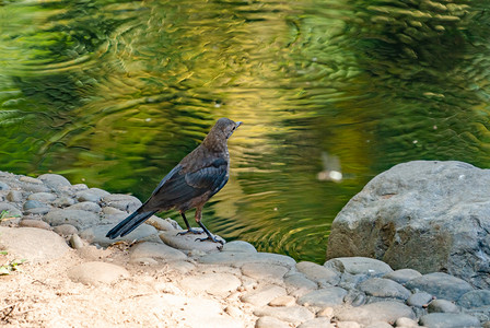 鸟类动物小鸟湖边湿地摄影图配图