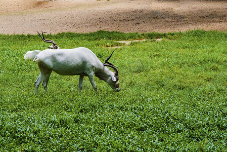 广州广州动物园两头旋角羚在草地上吃草摄影图配图