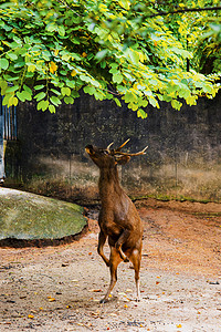 麋鹿摄影照片_广州广州动物园麋鹿在地上觅食摄影图配图
