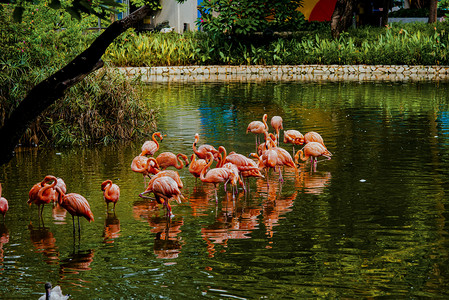 祥云仙鹤摄影照片_广州广州动物园一群火烈鸟在仙鹤湖嬉戏摄影图配图