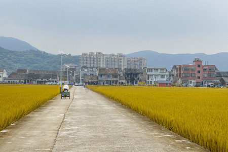 水稻丰收摄影照片_田野公路下午公路农村无摄影图配图