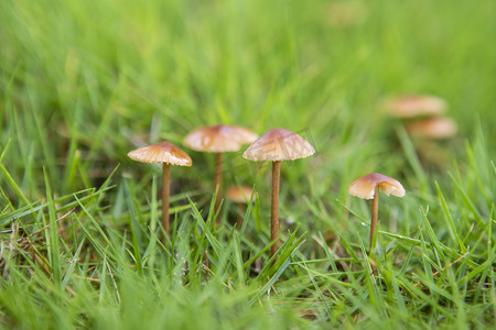 草地蘑菇下午蘑菇公园无摄影图配图