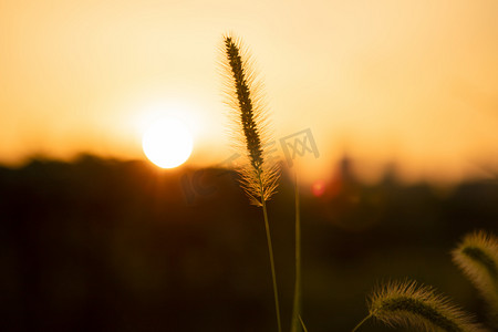 狗尾巴草夕阳草田野无摄影图配图