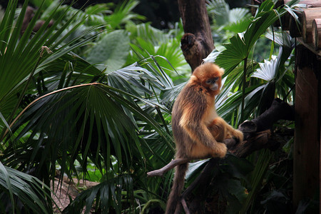 科普摄影照片_动物园白天金丝猴树丛间坐摄影图配图