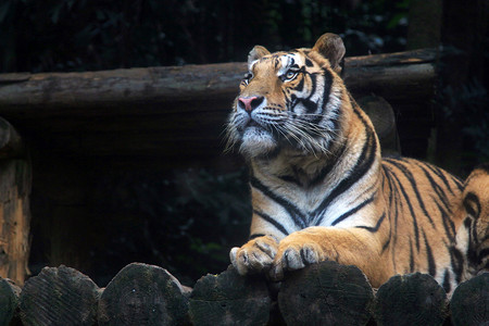 老虎厚涂摄影照片_动物白天老虎动物园抬头望摄影图配图