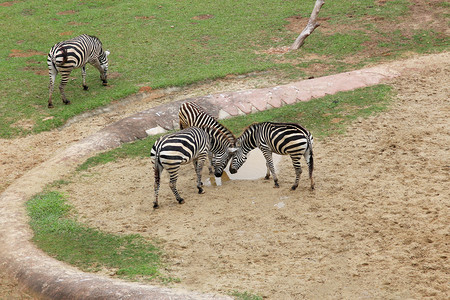 动物园白天三只斑马散养区喝水摄影图配图