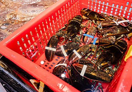 海鲜海产波士顿龙虾食材新鲜摄影图配图