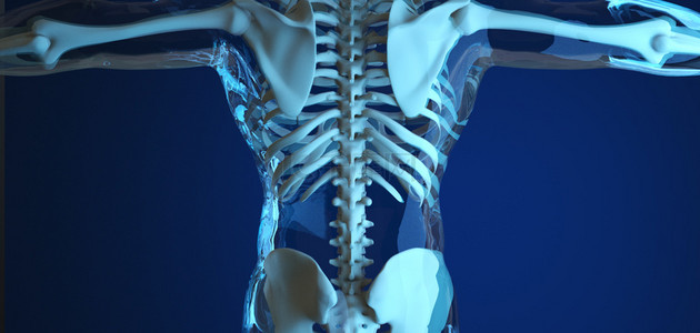 骨骼背景图片_c4d人体器官人体骨骼