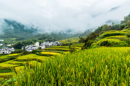 清明芹菜摄影照片_皖南高山梯田秋天稻子丰收图片户外无摄影图配图