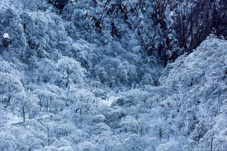 冬日旅行下午树木山区摇动摄影图配图