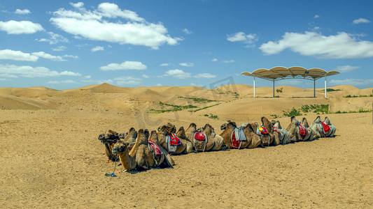 响沙湾景区旅游上午骆驼夏季素材摄影图配图