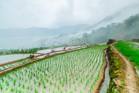 水晶奖杯图片摄影照片_芒种季节梯田耕种图片两个人户外耕种摄影图配图