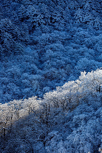 二十四节气之大雪摄影照片_冬日旅游下午树木山区摇动摄影图配图