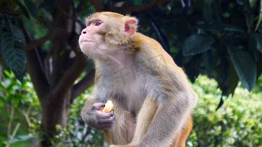 苹果登录界面摄影照片_贵阳黔灵山动物园猴子吃苹果