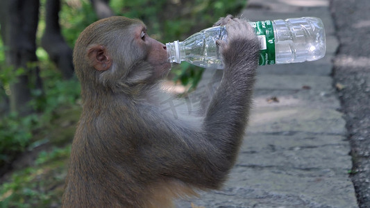 动物园猴子喝水矿泉水