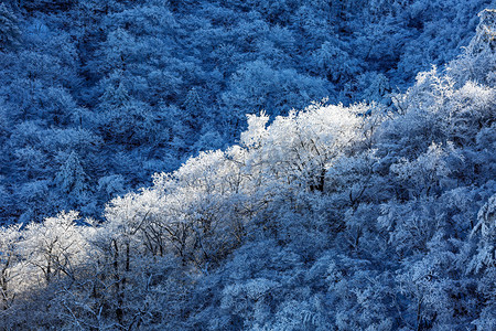雪花图摄影照片_冬日旅游午后树木山区摇动摄影图配图