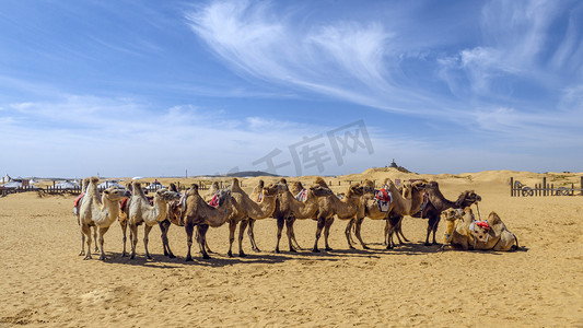 骆驼沙漠上午骆驼夏季素材摄影图配图