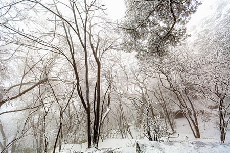 自然风景摄影照片_冬季游玩早晨树木山区摇动摄影图配图