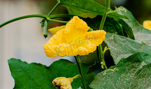 藤蔓摄影照片_秋天菜园风光白昼丝瓜花户外拍摄摄影图配图