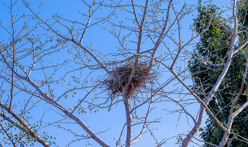 树杈图摄影照片_秋天风光白昼鸟类巢穴户外拍摄摄影图配图