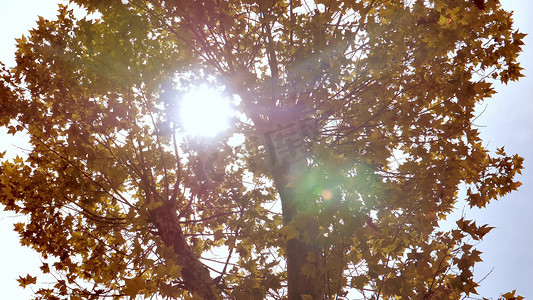 秋天枫树阳光透过枫叶逆光意境