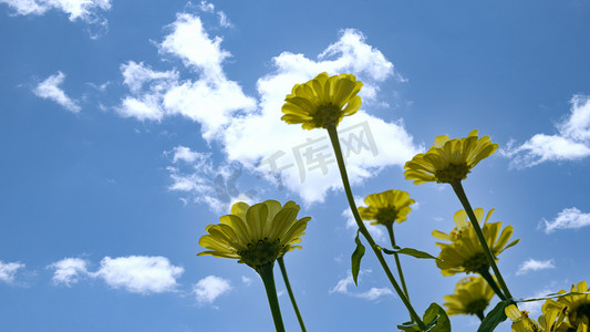 黄花水墨摄影照片_小黄花逆光上午黄花夏季素材摄影图配图