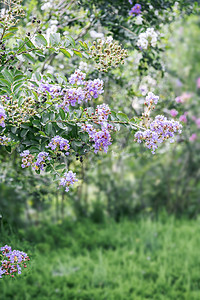 园园摄影照片_花园绿植花圃园花朵紫薇花摄影图配图