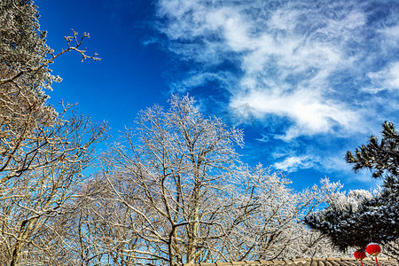 冬季游玩上午树木山区摇动摄影图配图