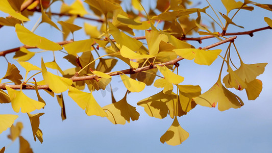 秋天金黄色银杏叶自然风景