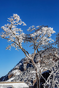 小雪风景图摄影照片_冬日出游晨曦树木山区摇动摄影图配图