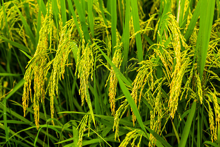 绿色稻子