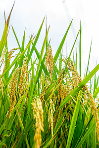 水稻成熟图片稻子户外摄影图配图