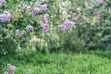 自然风景紫薇花绿色植物摄影图配图