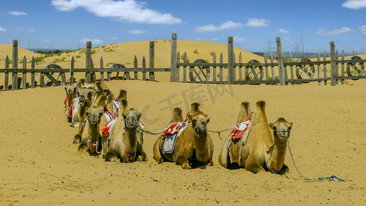 响沙湾旅游上午骆驼夏季素材摄影图配图