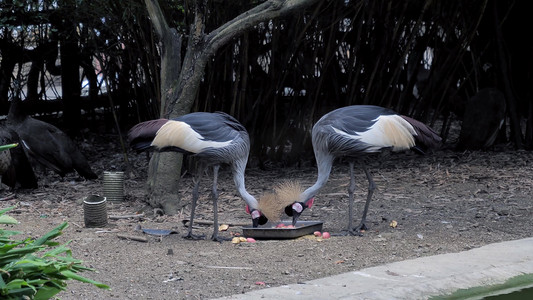 冠鹤摄影照片_院子栅栏里灰冠鹤吃东西进食