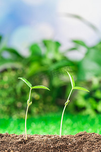 种植白天发芽户外绿植摄影图配图