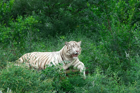 动物白日白虎森林里白虎摄影图配图