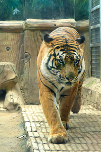 动物白日老虎动物园里行走摄影图配图