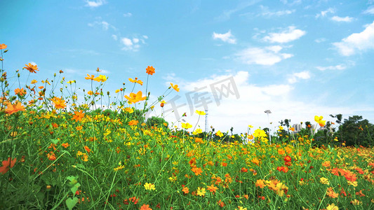 欧美街头风景摄影照片_唯美蓝天白云下的花朵花海自然风景