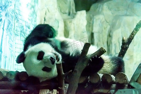 慵懒摄影照片_动物白天熊猫场馆内躺着摄影图配图
