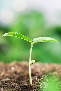 植树节卡通插画摄影照片_发芽白天种植芽苗户外种植摄影图配图