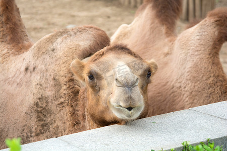 动物白天骆驼动物园站着摄影图配图