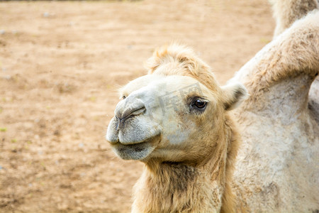 动物白日骆驼动物园里站立摄影图配图