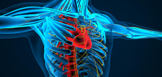 人体器官背景图片_人体心脏骨骼科技风c4d