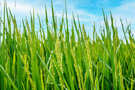 庄稼白日稻田蓝天白云下摇曳摄影图配图