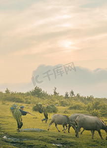 夕阳下午动物草原摄影摄影图配图