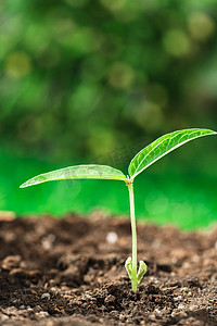 绿叶植物户外摄影照片_发芽白天绿植户外种植摄影图配图